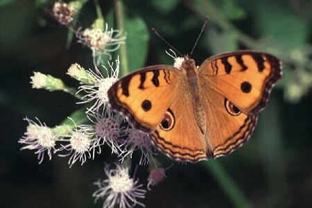 Junonia (Precis) almana (1)