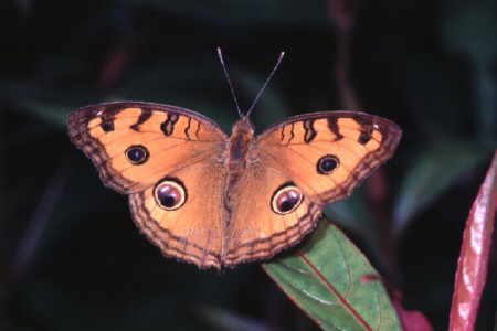 Junonia (Precis) almana (2)