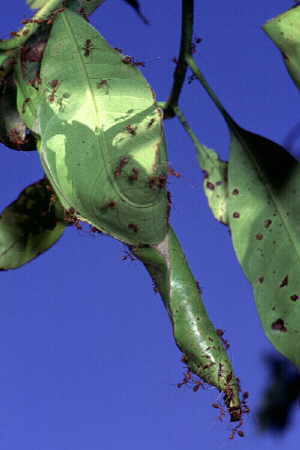 Nest of weaver ants