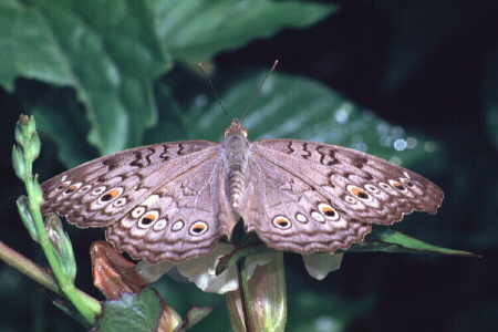 Junonia (Precis) atlites