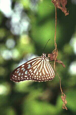 Danaid butterfly