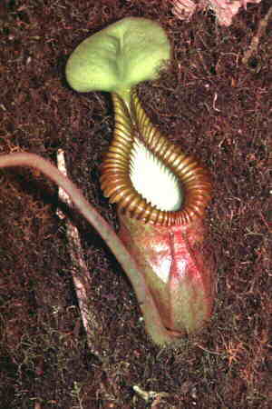 Nepenthes edwardsiana