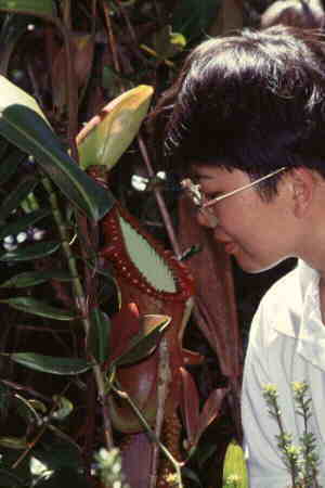 Nepenthes edwardsiana