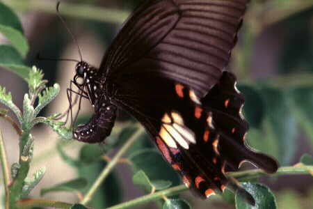 The Common Mormon