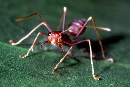 The weaver ant up close