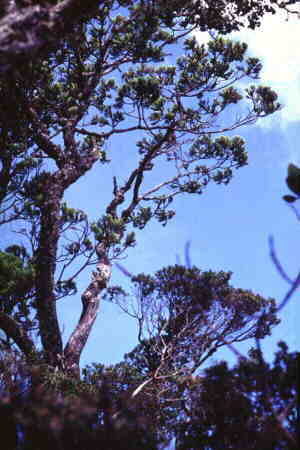 Gnarled, stunted tree
