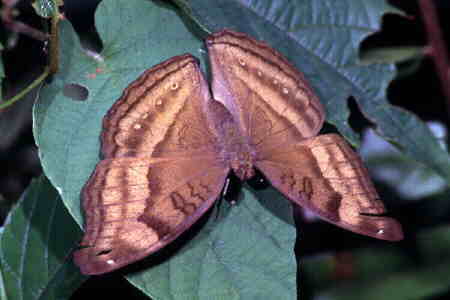 Junonia (Precis) iphita