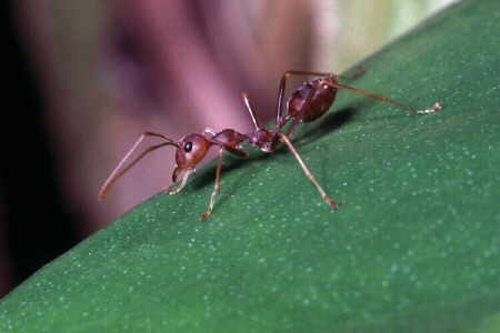 Oecophylla smaragdina (1)