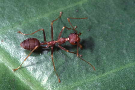 Oecophylla smaragdina (2)