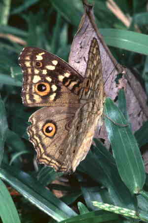 Junonia (Precis) lemonias (2)