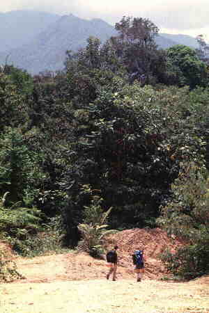 The logging track
