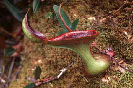 Nepenthes lowii