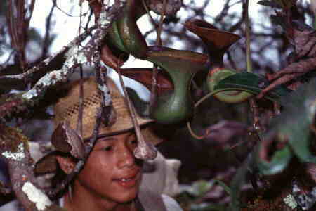 Nepenthes lowii