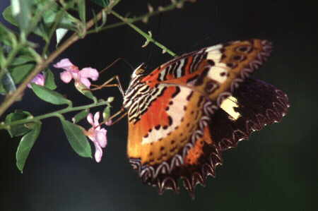 The Malay Lacewing (1) 