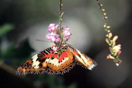 The Malay Lacewing (2) 
