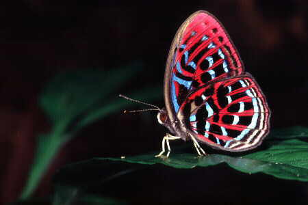 The Malay Red Harlequin