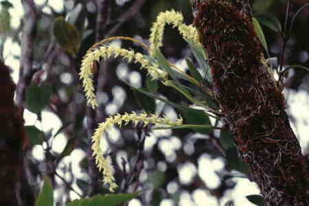 Epiphytic orchid