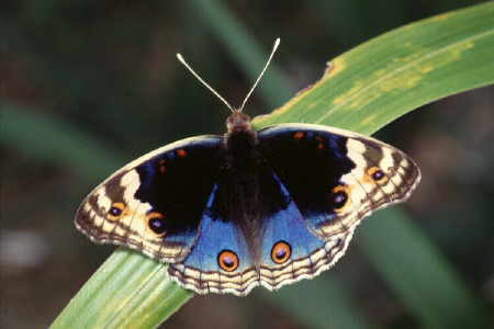 Junonia (Precis) orithya (1)