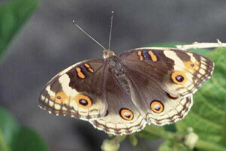 Junonia (Precis) orithya (2)