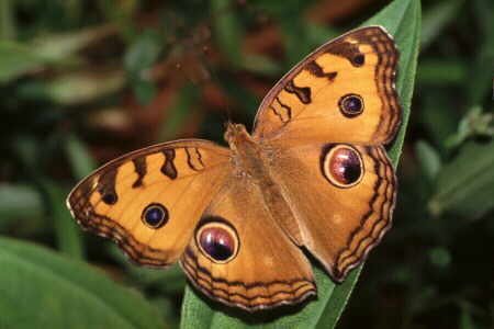 The Peacock Pansy
