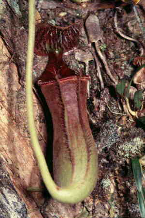 Ground pitcher of Nepenthes lowii (1)