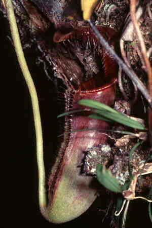 Side view of the pitcher