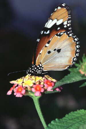 The Plain Tiger 