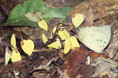 Butterflies puddling