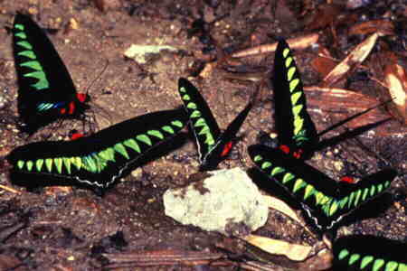 Rajah Brooke's Birdwing