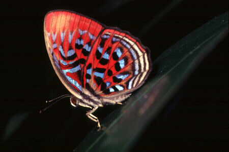 The Red Harlequin