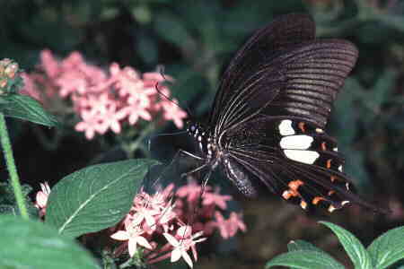 The Red Helen 