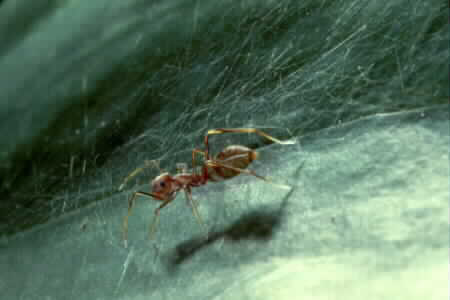 The Kerengga Ant-like Jumper