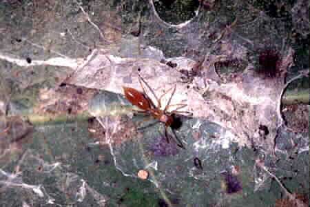 Young Kerengga Ant-like Jumper