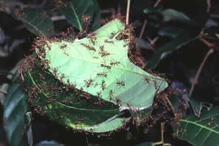 Weaver Ant nest