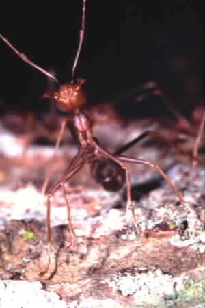 Close-up shot of a Weaver Ant
