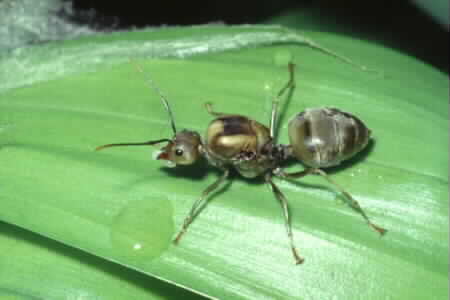 Winged form of Weaver Ant