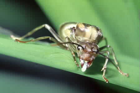 Winged form of Weaver Ant