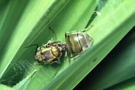 Winged form of Weaver Ant