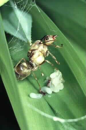 Winged form of Weaver Ant