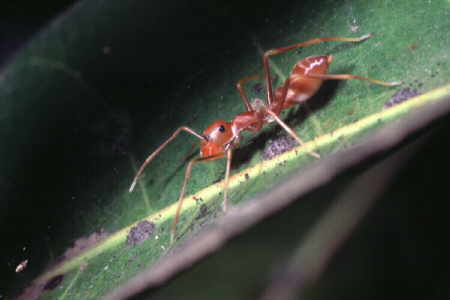 Myrmarachne plataleoides, female (1)