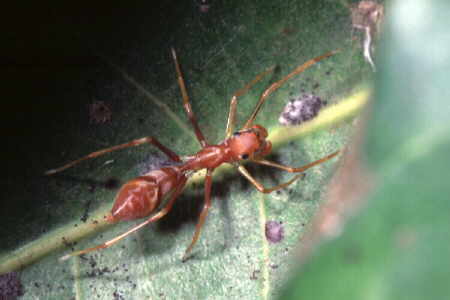 Myrmarachne plataleoides, female (2)