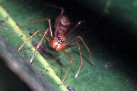 Myrmarachne plataleoides, female (3)