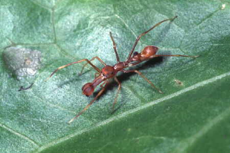 Myrmarachne plataleoides, male (1)