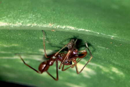 Myrmarachne plataleoides, male (2)