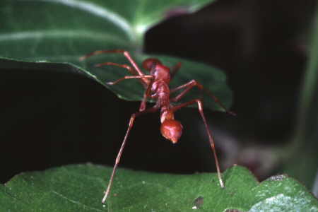 Myrmarachne plataleoides, male (3)