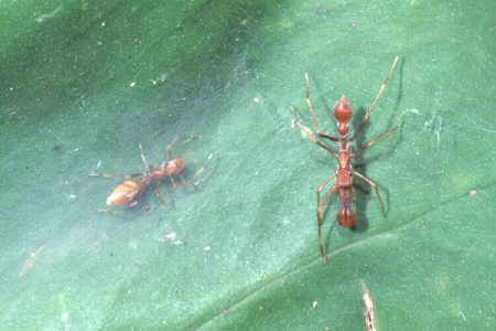 The Kerengga Ant-like Jumper, male and female