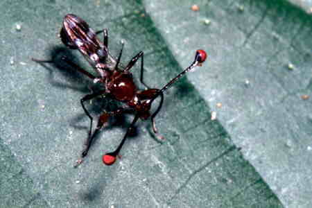 The Stalk-eyed Fly