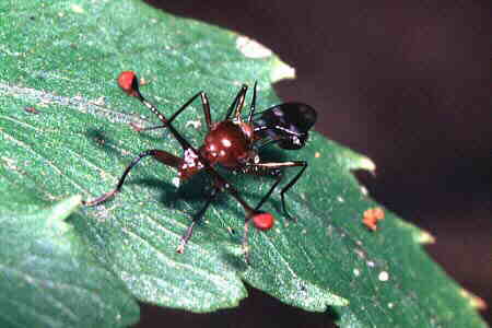 Stalk-eyed Fly 1