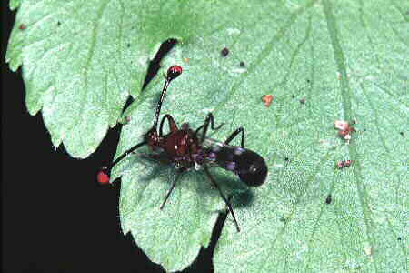 Stalk-eyed Fly 2