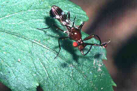 Stalk-eyed Fly 3